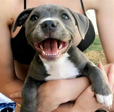 pitbull dog puppy|very cute baby pitbull puppies.